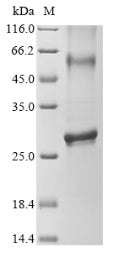 Greater than 85% as determined by SDS-PAGE.Recombinant Human Cyclin-Dependent Kinase 5 Activator 1 (CDK5R1) Protein (His)