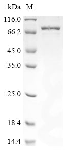 Greater than 85% as determined by SDS-PAGE.