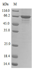Greater than 85% as determined by SDS-PAGE.Recombinant Human Non-Pou Domain-Containing Octamer-Binding Protein (NONO) Protein (His)