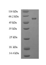 Greater than 90% as determined by SDS-PAGE.