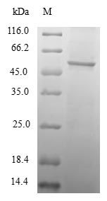Greater than 90% as determined by SDS-PAGE.Recombinant Human Transcription Initiation Factor Tfiid Subunit 11 (TAF11) Protein (GST)