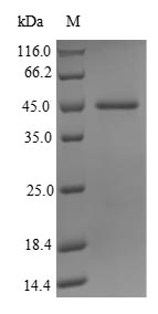 Greater than 90% as determined by SDS-PAGE.Recombinant Human Probable Jmjc Domain-Containing Histone Demethylation Protein 2C (JMJD1C) Protein (His-SUMO&Myc)