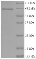 Greater than 90% as determined by SDS-PAGE.Recombinant Human Serine/Threonine-Protein Kinase Stk11 (STK11) Protein (His-SUMO)