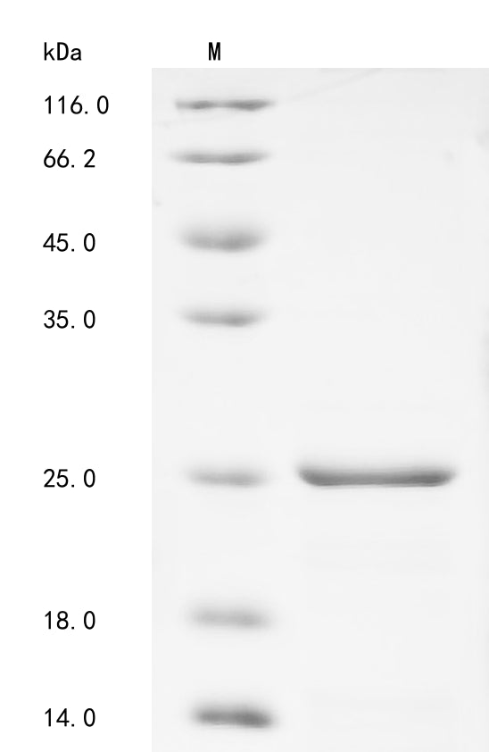 Greater than 85% as determined by SDS-PAGE.