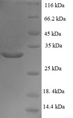 Greater than 90% as determined by SDS-PAGE.Recombinant Human Transcription Initiation Factor Tfiid Subunit 12 (TAF12) Protein (His-SUMO)