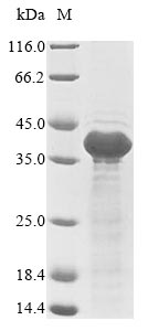Greater than 85% as determined by SDS-PAGE.Recombinant Epstein-Barr Virus Latent Membrane Protein 1 (LMP1) Protein (His&Myc)