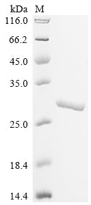 Greater than 90% as determined by SDS-PAGE.Recombinant Lactobacillus Delbrueckii Subsp. Bulgaricus 60 Kda Chaperonin (GROEL) Protein (His&Myc)