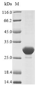 Greater than 85% as determined by SDS-PAGE.