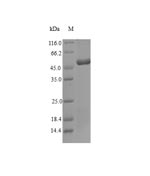 Greater than 90% as determined by SDS-PAGE.