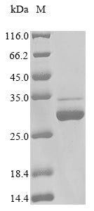Greater than 85% as determined by SDS-PAGE.