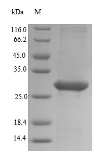 Greater than 90% as determined by SDS-PAGE.Recombinant Human Embryonic Stem Cell-Related Gene Protein (ESRG) Protein (His)