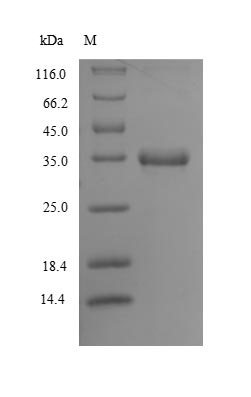 Greater than 90% as determined by SDS-PAGE.