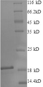 Greater than 90% as determined by SDS-PAGE.Recombinant Bovine Cytosol Aminopeptidase (LAP3) Protein (His-SUMO)