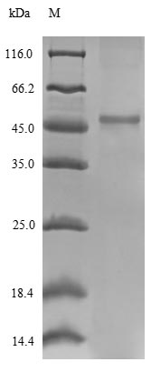 Greater than 90% as determined by SDS-PAGE.Recombinant E.Coli 30S Ribosomal Protein S2 (RPSB) Protein (His-SUMO&Myc)