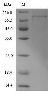 Greater than 90% as determined by SDS-PAGE.