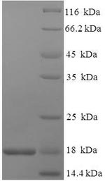 Greater than 90% as determined by SDS-PAGE.Recombinant Dog Epididymal Secretory Protein E1 (NPC2) Protein (His)
