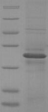 Greater than 90% as determined by SDS-PAGE.Recombinant Dog Epididymal Secretory Protein E1 (NPC2) Protein (His-SUMO)