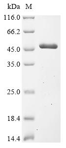 Greater than 90% as determined by SDS-PAGE.