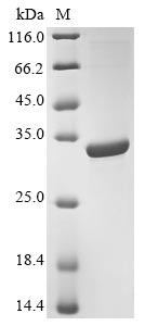 Greater than 85% as determined by SDS-PAGE.