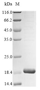 Greater than 90% as determined by SDS-PAGE.