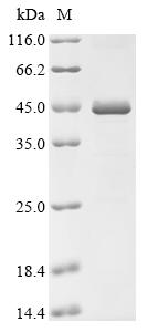 Greater than 90% as determined by SDS-PAGE.Recombinant Chlamydophila felis tRNA uridine (TRHO) Protein (His)
