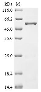 Greater than 85% as determined by SDS-PAGE.Recombinant Lactobacillus Salivarius Enolase (ENO) Protein (His&Myc)