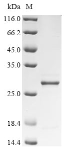 Greater than 85% as determined by SDS-PAGE.
