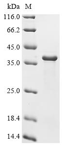 Greater than 90% as determined by SDS-PAGE.