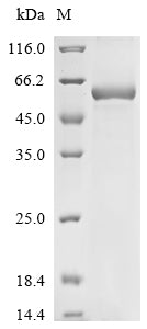 Greater than 85% as determined by SDS-PAGE.Recombinant Mouse Tripartite Motif-Containing Protein 72 (TRIM72) Protein (His)