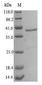 Greater than 85% as determined by SDS-PAGE.Recombinant Carcinoscorpius Rotundicauda Limulus Clotting Factor C (FC) Protein (His)