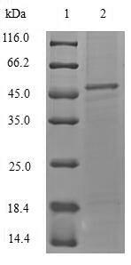 Greater than 90% as determined by SDS-PAGE.Recombinant Staphylococcus Aureus Alpha-Hemolysin (HLY) Protein (His-SUMO)