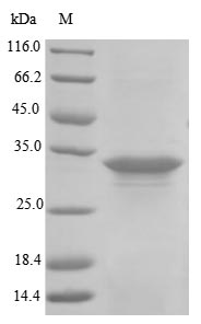 Greater than 85% as determined by SDS-PAGE.Recombinant Staphylococcus Aureus Alpha-Hemolysin (HLY)