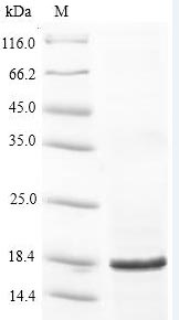 Greater than 90% as determined by SDS-PAGE.