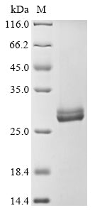Greater than 90% as determined by SDS-PAGE.Recombinant Staphylococcus Aureus Serine Protease Spld (SPLD) Protein (His&Myc)