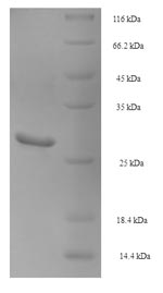 Greater than 90% as determined by SDS-PAGE.