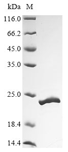 Greater than 90% as determined by SDS-PAGE.Recombinant Staphylococcus Aureus Chemotaxis Inhibitory Protein (CHP) Protein (His&Myc)
