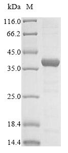 Greater than 85% as determined by SDS-PAGE.