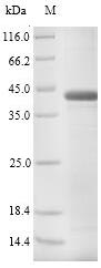 Greater than 90% as determined by SDS-PAGE.Recombinant Bovine Pregnancy-Associated Glycoprotein 1 (PAG1) Protein (His)