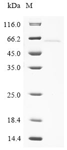 Greater than 90% as determined by SDS-PAGE.