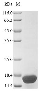Greater than 85% as determined by SDS-PAGE.