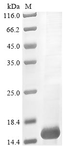 Greater than 85% as determined by SDS-PAGE.Recombinant Tityus Zulianus Beta-Toxin Tz1 Protein (His&Myc)