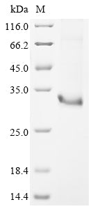 Greater than 90% as determined by SDS-PAGE.Recombinant Mouse Usherin (USH2A) Protein (His)