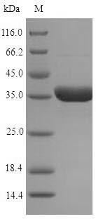 Greater than 90% as determined by SDS-PAGE.Recombinant Arabidopsis Thaliana Nadph-Dependent Oxidoreductase 2-Alkenal Reductase (AER) Protein (His-SUMO)