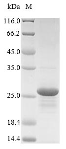 Greater than 85% as determined by SDS-PAGE.Recombinant Mouse Beta-Defensin 33 (DEFB33) Protein (His-SUMO&Myc)
