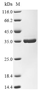 Greater than 90% as determined by SDS-PAGE.Recombinant Enterobacteria Phage Rb69 Dna Polymerase (43) Protein (His&Myc)