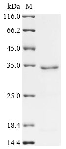 Greater than 85% as determined by SDS-PAGE.