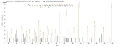 Based on the SEQUEST from database of E.coli host and target protein, the LC-MS/MS Analysis result of this product could indicate that this peptide derived from E.coli-expressed Cyanophora paradoxa dnaK-A.Recombinant Cyanophora Paradoxa Chaperone Protein Dnak (DNAK-A) Protein (His&Myc)