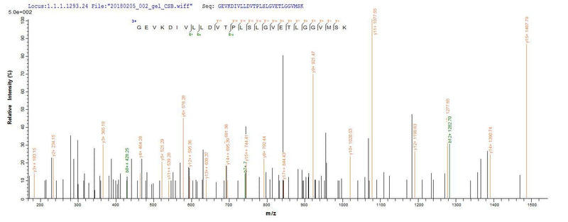 Based on the SEQUEST from database of E.coli host and target protein, the LC-MS/MS Analysis result of this product could indicate that this peptide derived from E.coli-expressed Cyanophora paradoxa dnaK-A.Recombinant Cyanophora Paradoxa Chaperone Protein Dnak (DNAK-A) Protein (His&Myc)