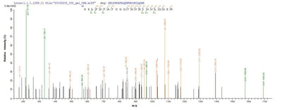 Based on the SEQUEST from database of E.coli host and target protein, the LC-MS/MS Analysis result of this product could indicate that this peptide derived from E.coli-expressed Cyanophora paradoxa dnaK-A.Recombinant Cyanophora Paradoxa Chaperone Protein Dnak (DNAK-A) Protein (His&Myc)