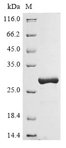 Greater than 90% as determined by SDS-PAGE.Recombinant Human Hla Class Ii Histocompatibility Antigen, Dr Beta 5 Chain (HLA-DRB5) Protein (His)